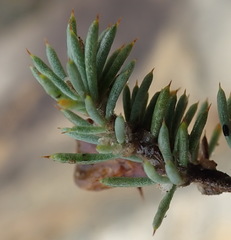 Aspalathus rigidifolia