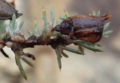 Aspalathus rigidifolia