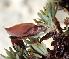 Aspalathus rigidifolia