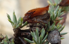 Aspalathus rigidifolia