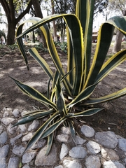 Agave americana
