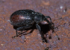 Anthonomus suturalis