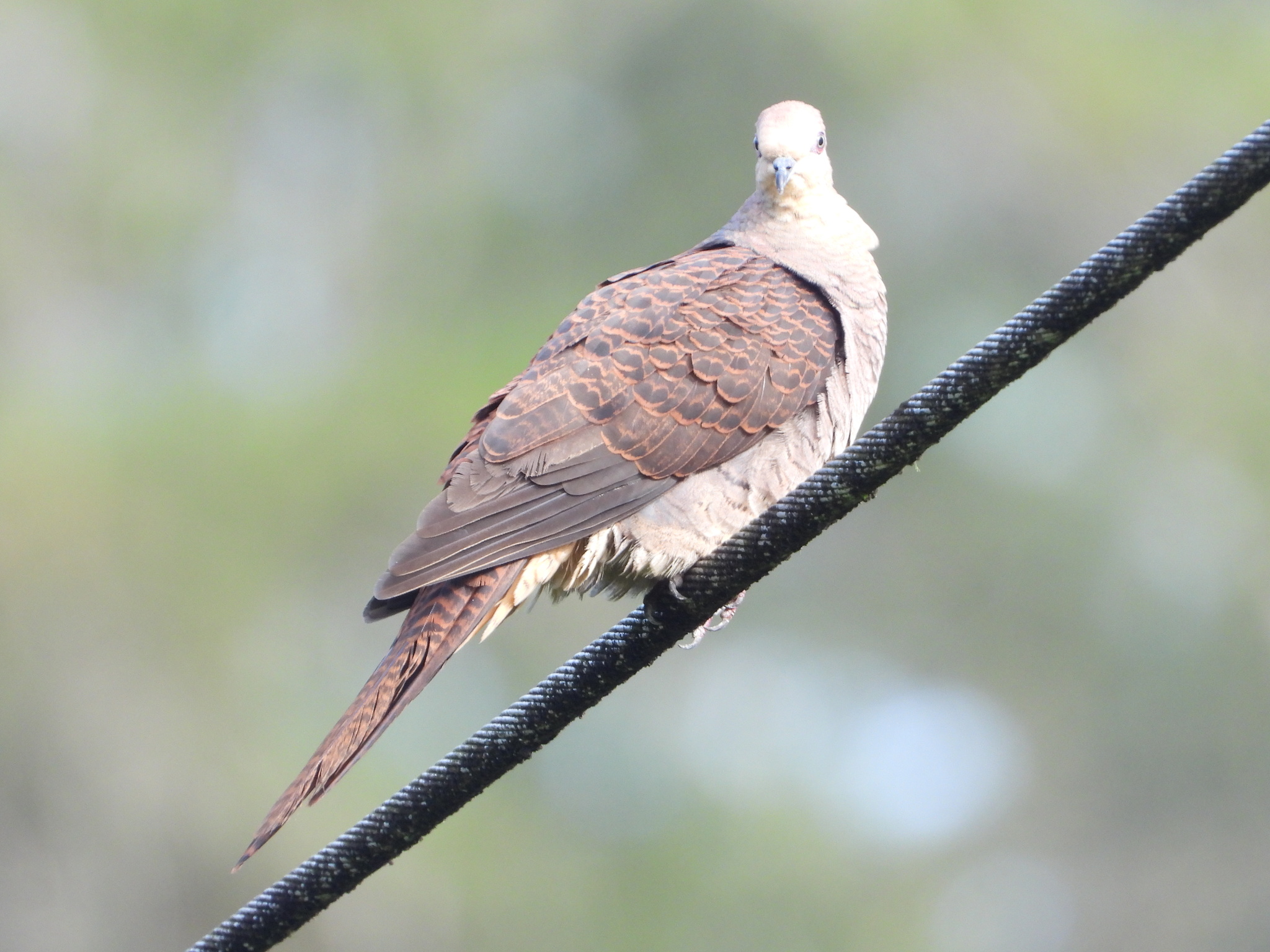 Barred Cuckoo-Dove (Macropygia unchall), photo 9