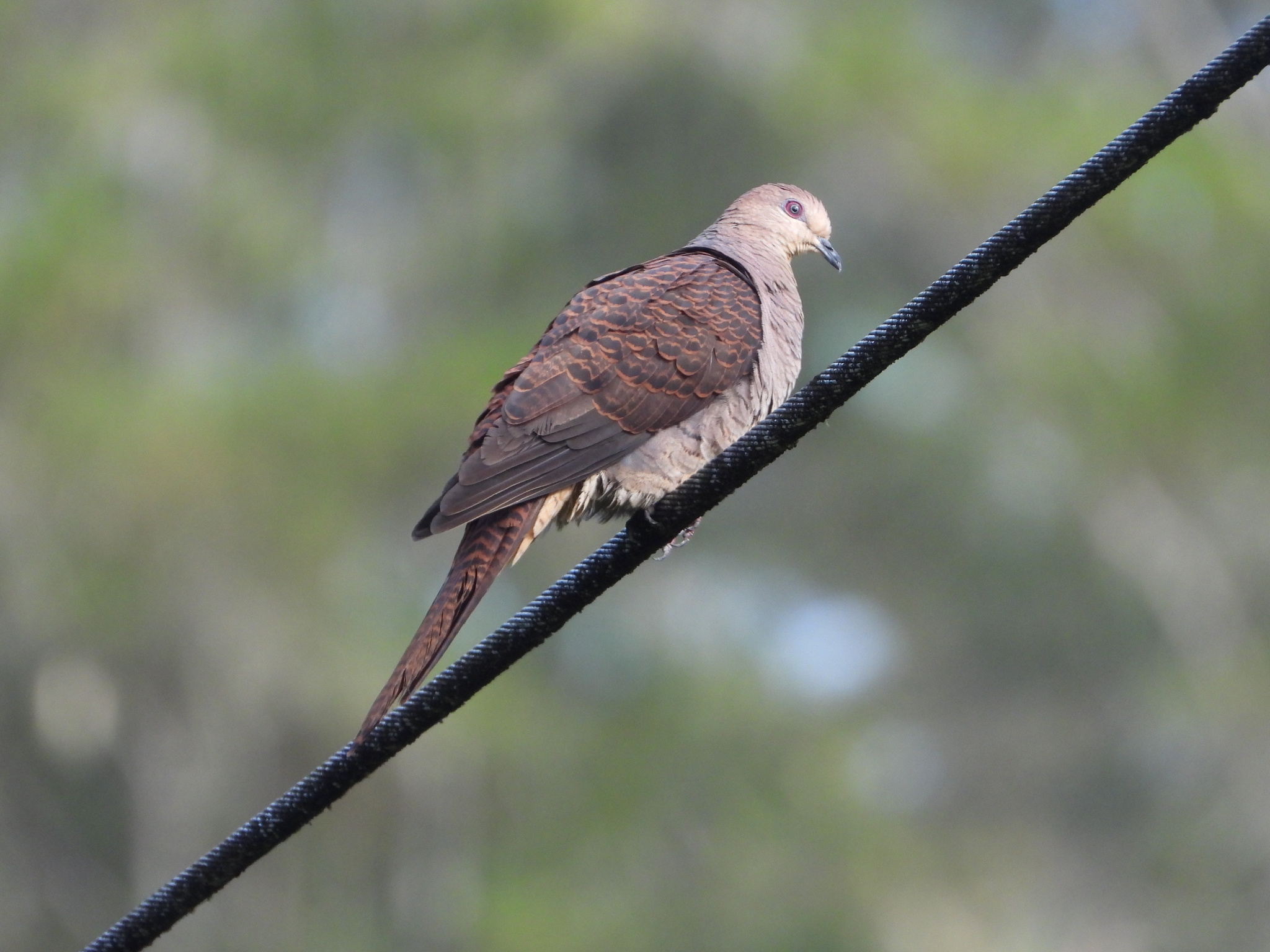 Barred Cuckoo-Dove (Macropygia unchall), photo 10