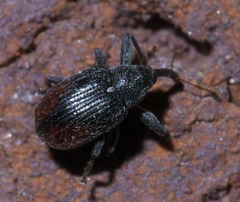 Anthonomus suturalis