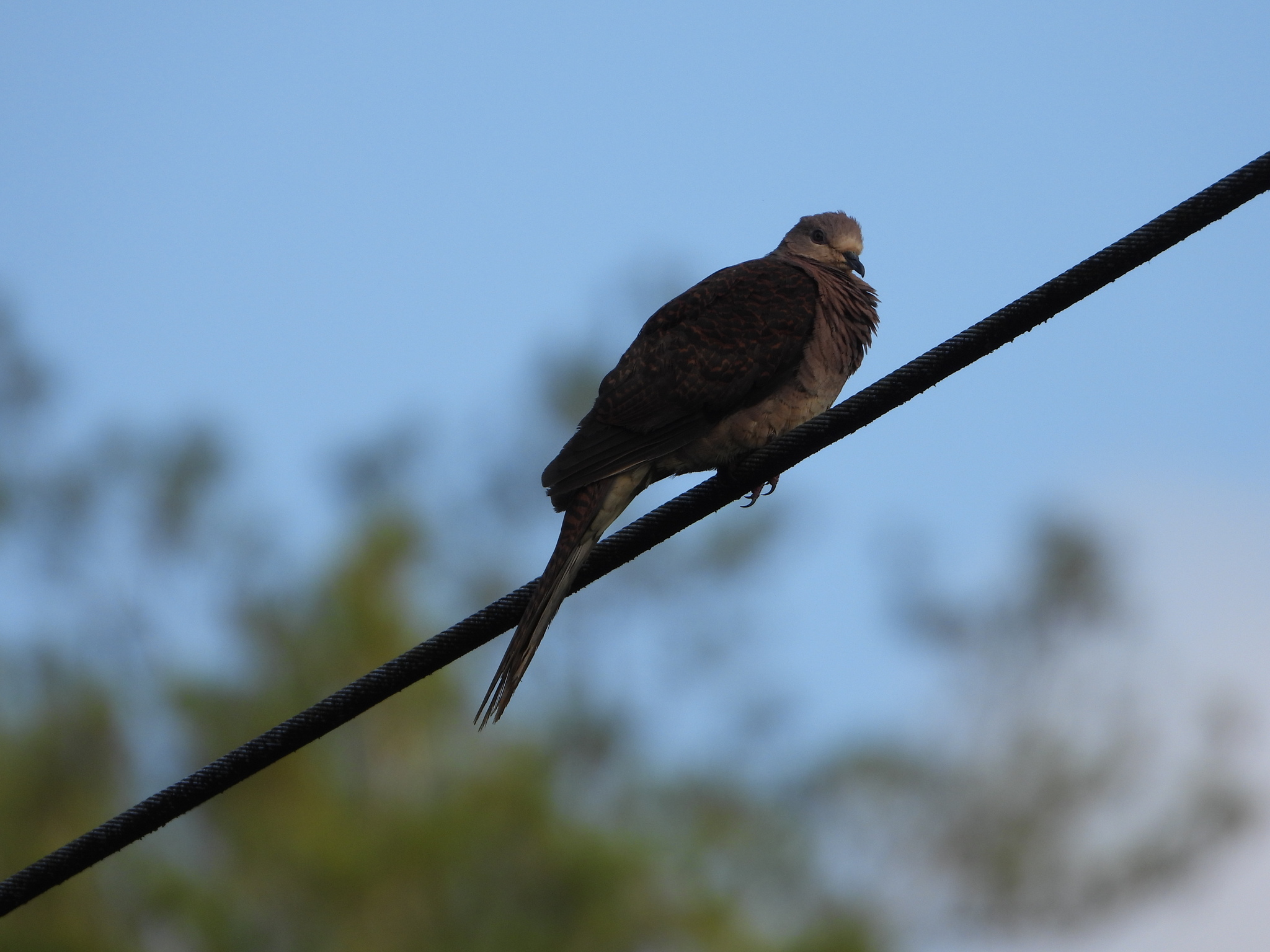 Barred Cuckoo-Dove (Macropygia unchall), photo 6