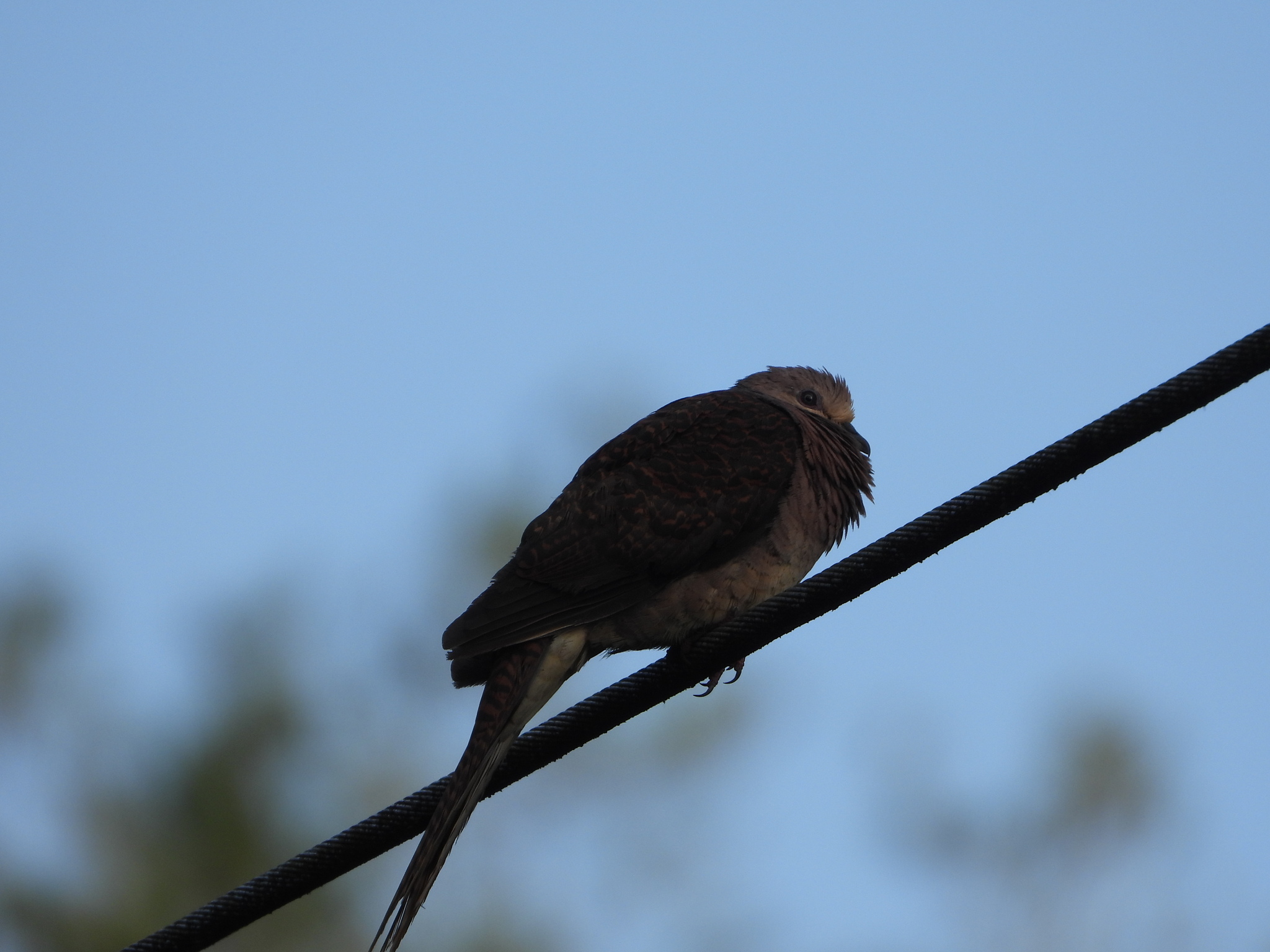 Barred Cuckoo-Dove (Macropygia unchall), photo 7