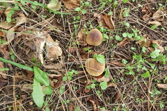 Xerocomellus salicicola