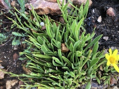 Osteospermum asperulum