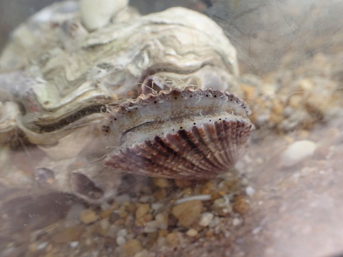 Mimachlamys varia varia