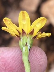 Osteospermum asperulum