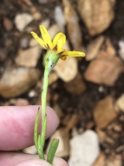 Osteospermum asperulum