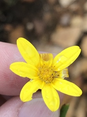 Osteospermum asperulum