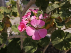 Pelargonium × hybridum