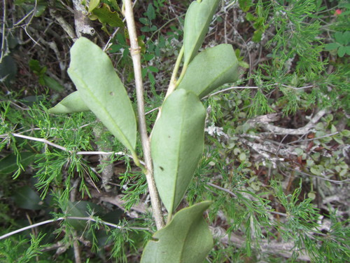 Image of Maerua afra by (c) douglaseustonbrown, some rights reserved (CC BY-SA)