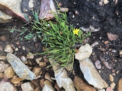 Osteospermum asperulum