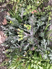 Golovinomyces fischeri