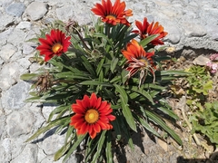 Gazania