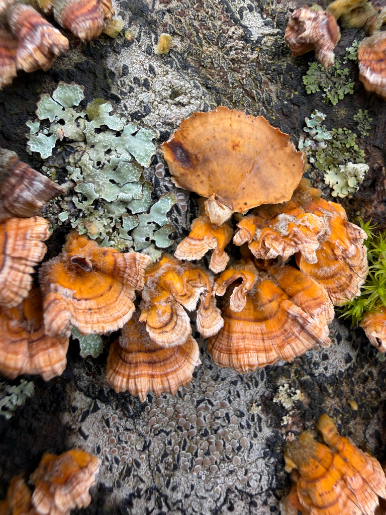 Stereum complicatum · March 2026 · photo: © mushycarrots (iNaturalist, cc-by)