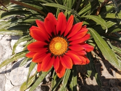 Gazania