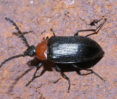 Chromatia amoena