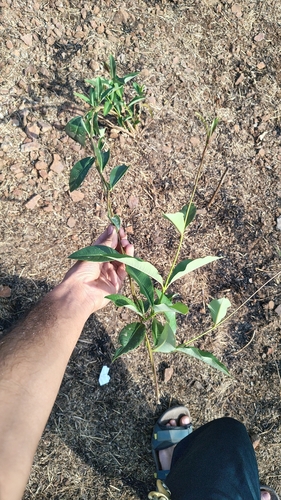 wax-leaved climber (Cryptolepis buchananii)