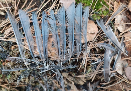 Plume de Mésange bleue