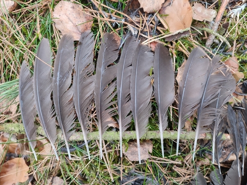 Plume de Râle d'eau