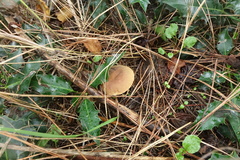 Xerocomellus salicicola