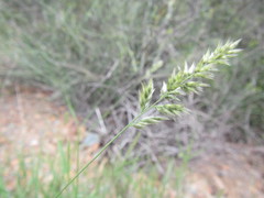 Enneapogon scoparius