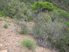 Enneapogon scoparius