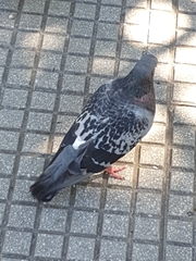 Columba livia