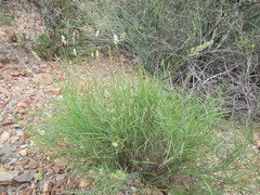 Enneapogon scoparius