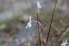 Linaria nigricans, photograph (c) Olivier Argagnon, some rights reserved (CC BY)
