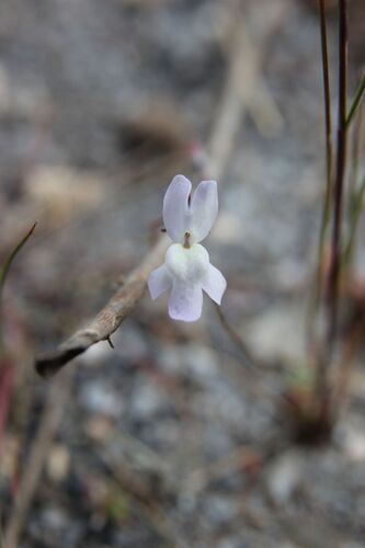 Linaria nigricans, photograph 2