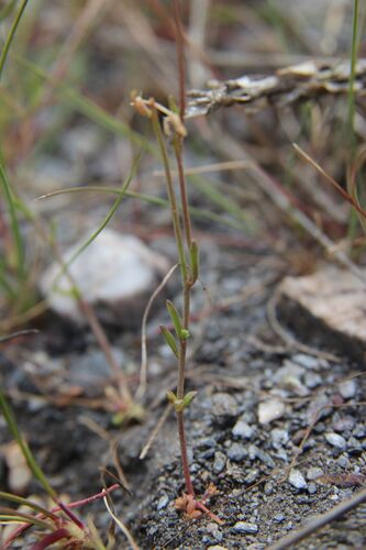 Linaria nigricans, photograph 3