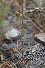 Linaria nigricans, photograph (c) Olivier Argagnon, some rights reserved (CC BY)