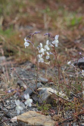 Linaria nigricans, photograph 4