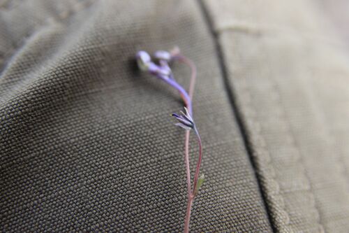 Linaria nigricans, photograph 5