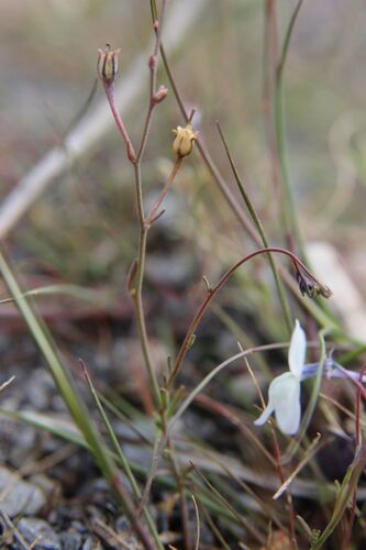 Linaria nigricans, photograph 6