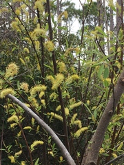 Salix caroliniana