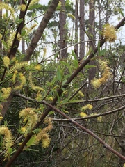 Salix caroliniana