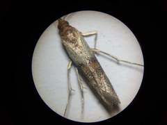 Plodia interpunctella