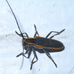 Saperda lateralis