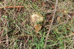 Xerocomellus salicicola