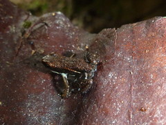 Epipedobates boulengeri