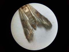 Plodia interpunctella