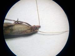 Plodia interpunctella