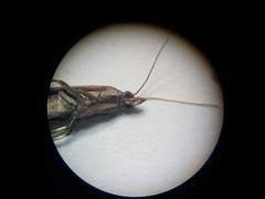 Plodia interpunctella