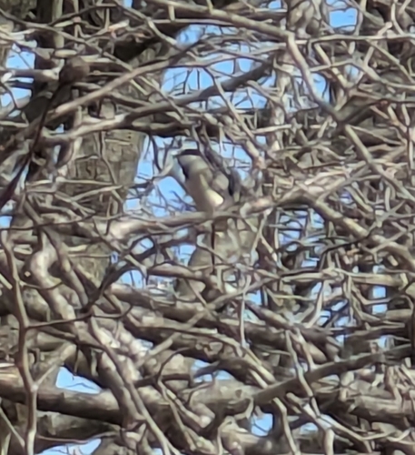 Carolina Chickadee photographed in Illinois